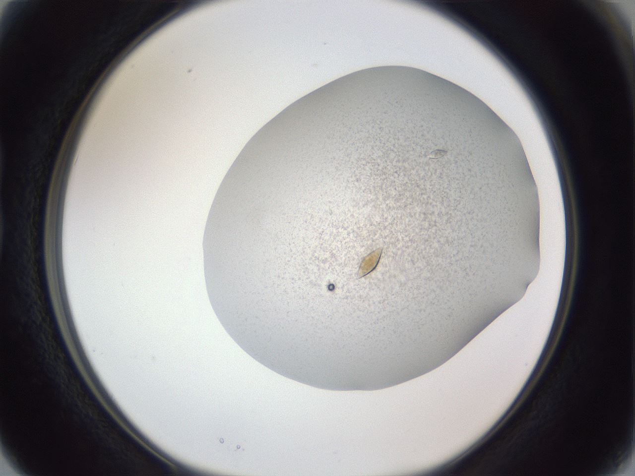 folderID383_plateID1383_batchID4985_wellNum15_profileID1_d1_r84510_ef.jpg