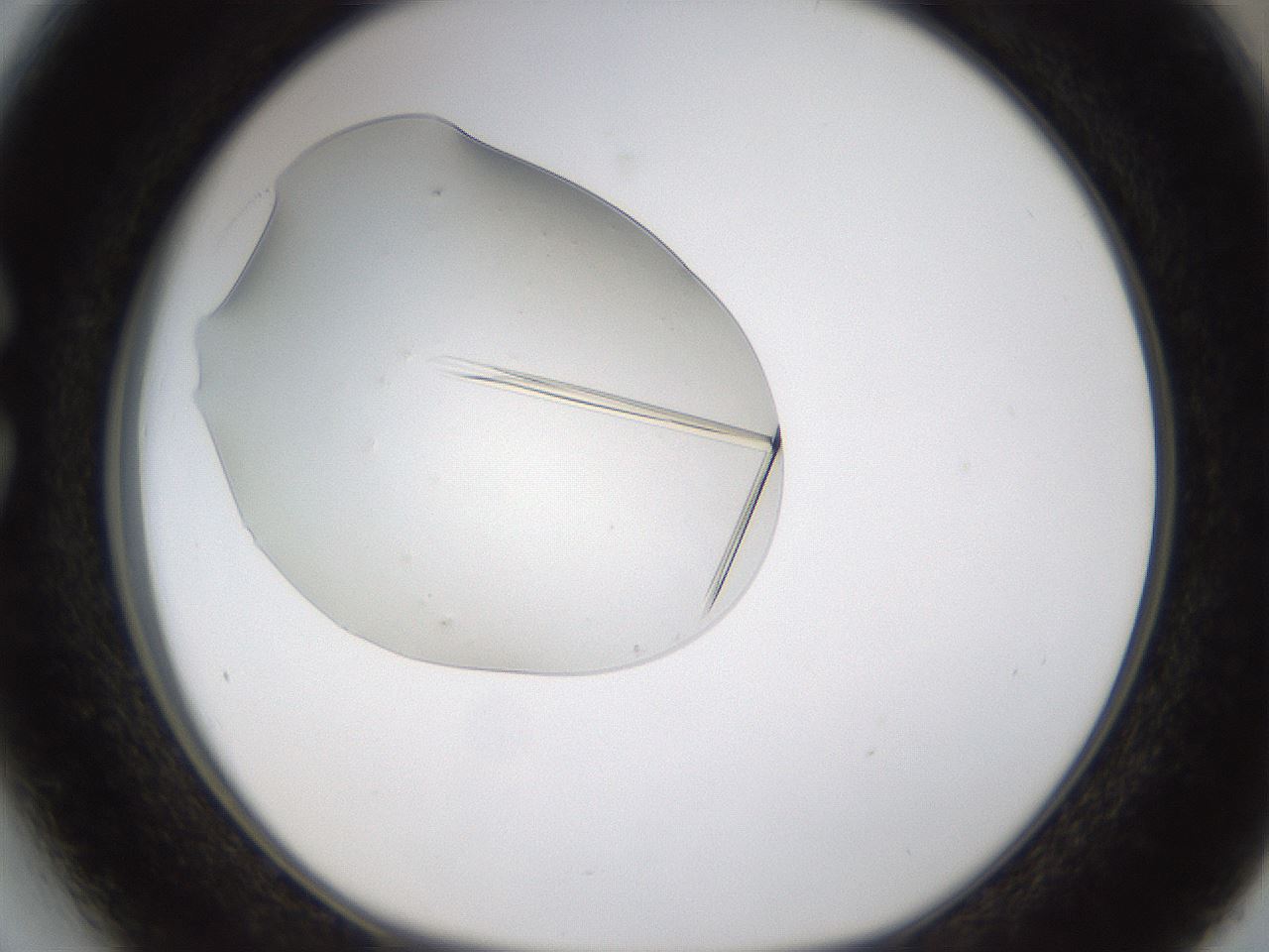 folderID389_plateID1389_batchID5012_wellNum27_profileID1_d1_r84908_ef.jpg