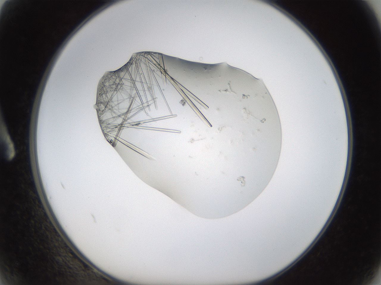 folderID389_plateID1389_batchID5012_wellNum2_profileID1_d1_r84883_ef.jpg