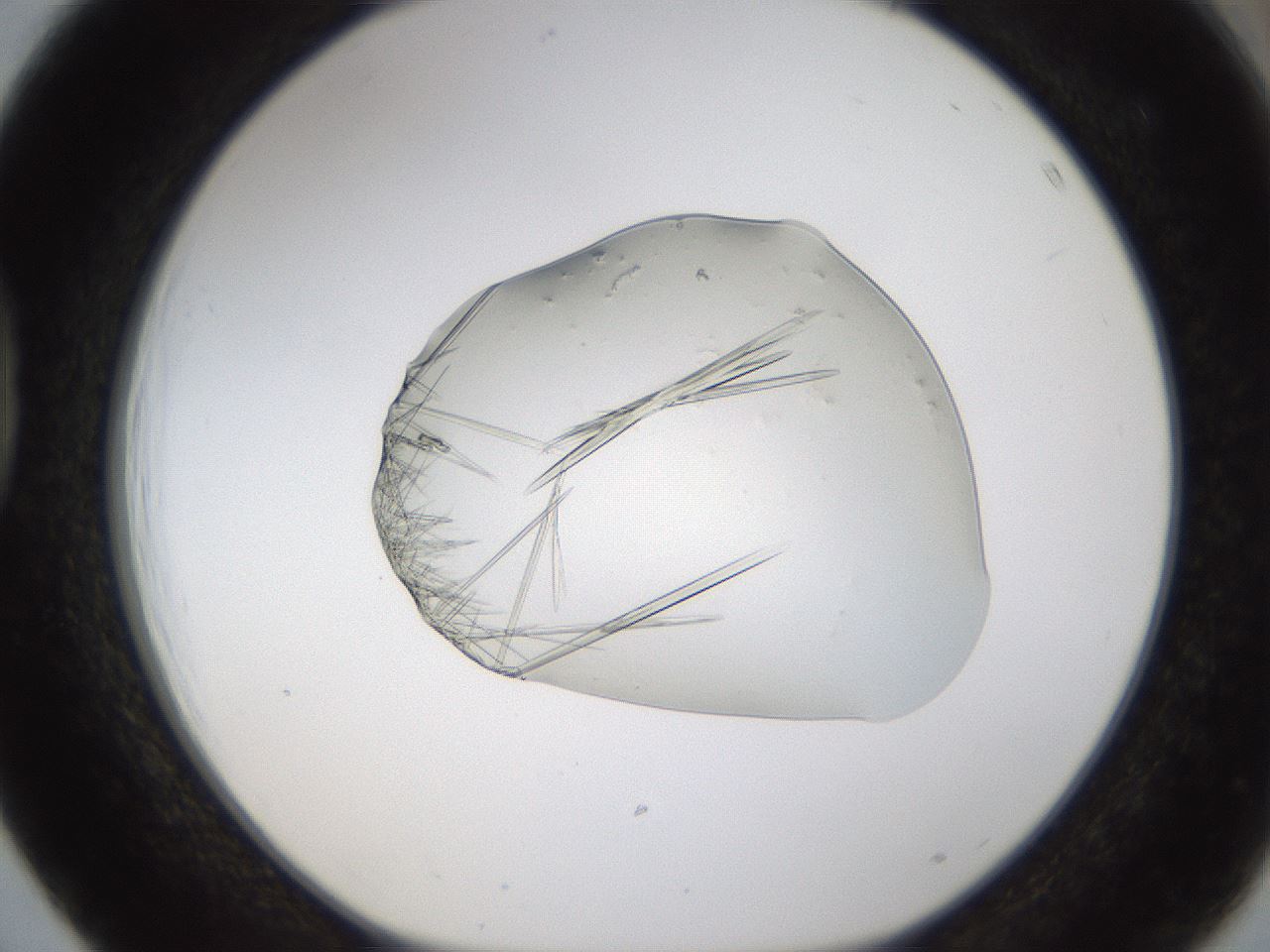 folderID389_plateID1389_batchID5012_wellNum39_profileID1_d1_r84920_ef.jpg
