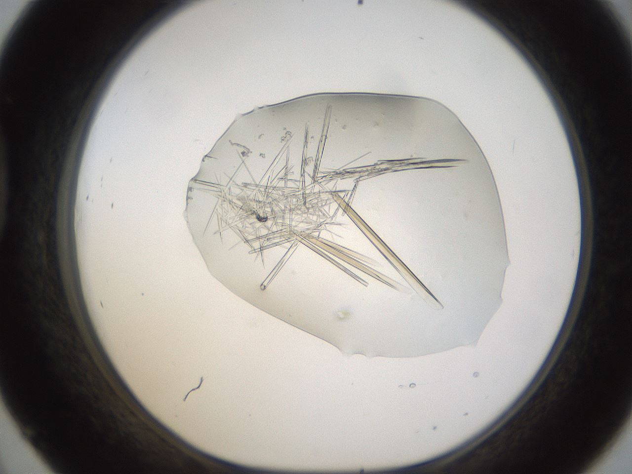 folderID389_plateID1389_batchID5012_wellNum45_profileID1_d1_r84926_ef.jpg