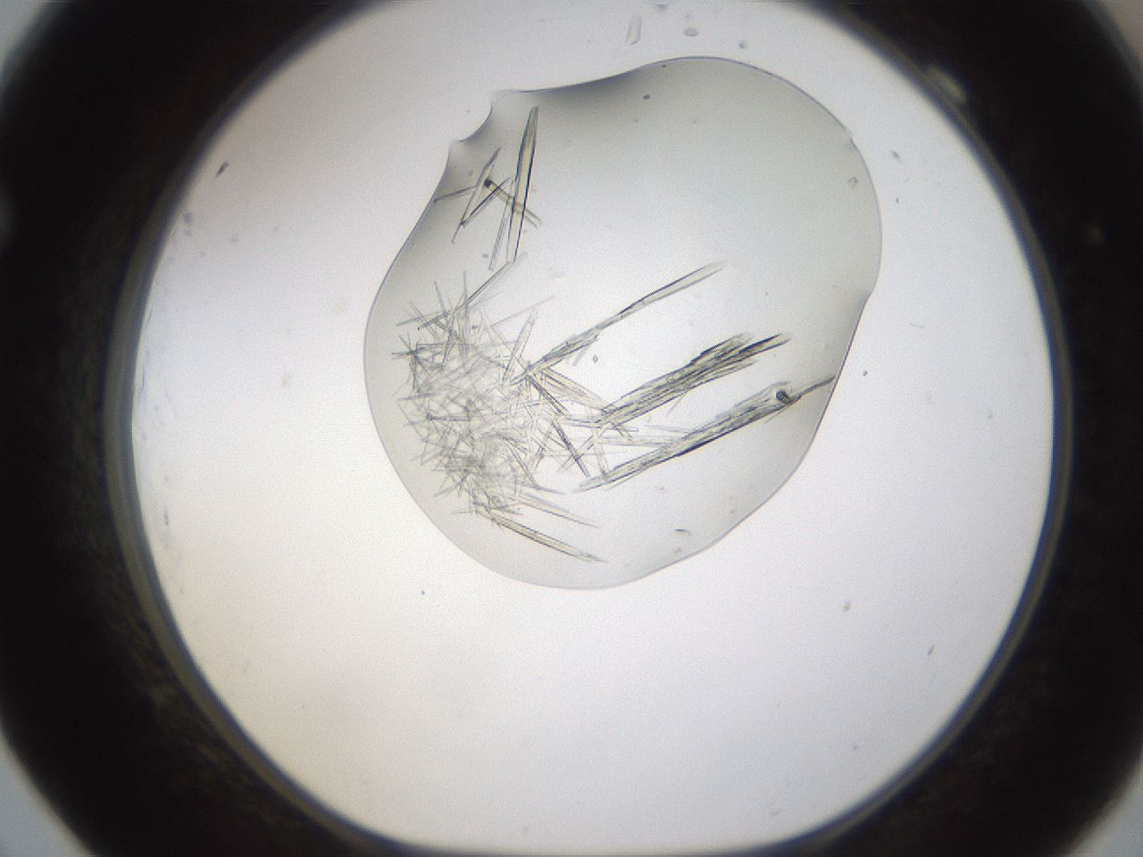 folderID389_plateID1389_batchID5012_wellNum69_profileID1_d1_r84950_ef.jpg