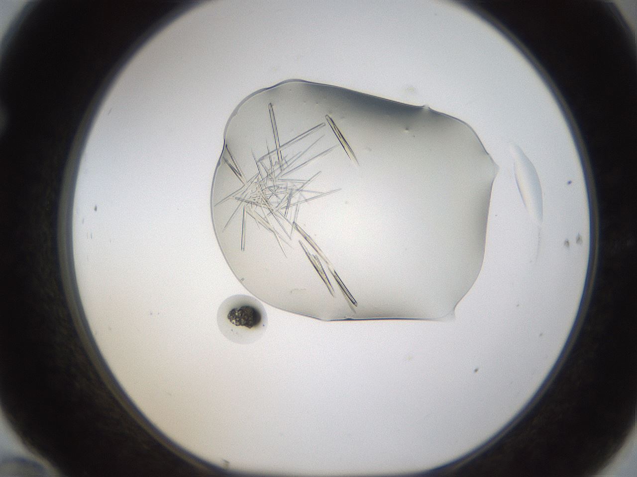 folderID389_plateID1389_batchID5012_wellNum70_profileID1_d1_r84951_ef.jpg