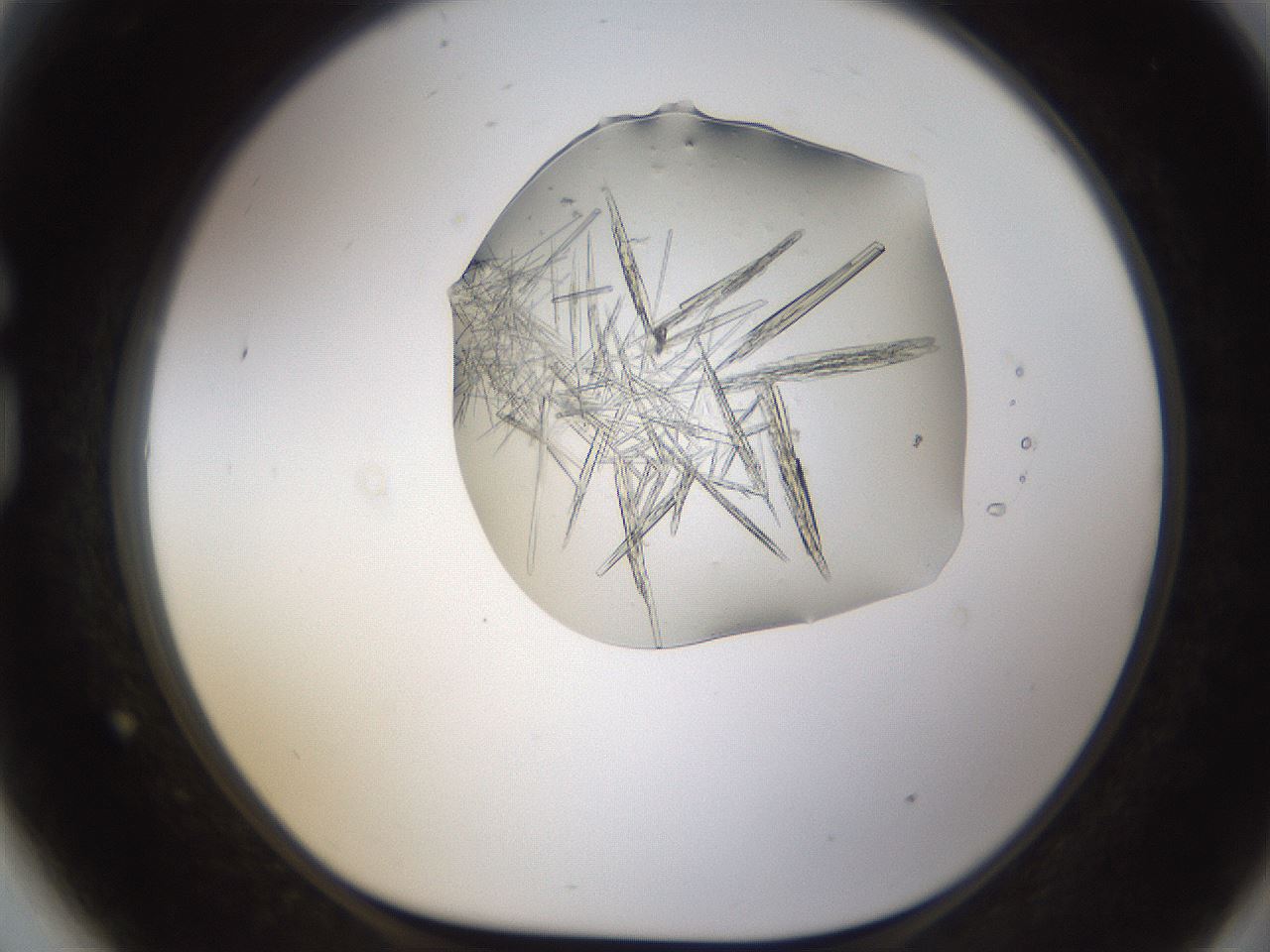 folderID389_plateID1389_batchID5012_wellNum81_profileID1_d1_r84962_ef.jpg