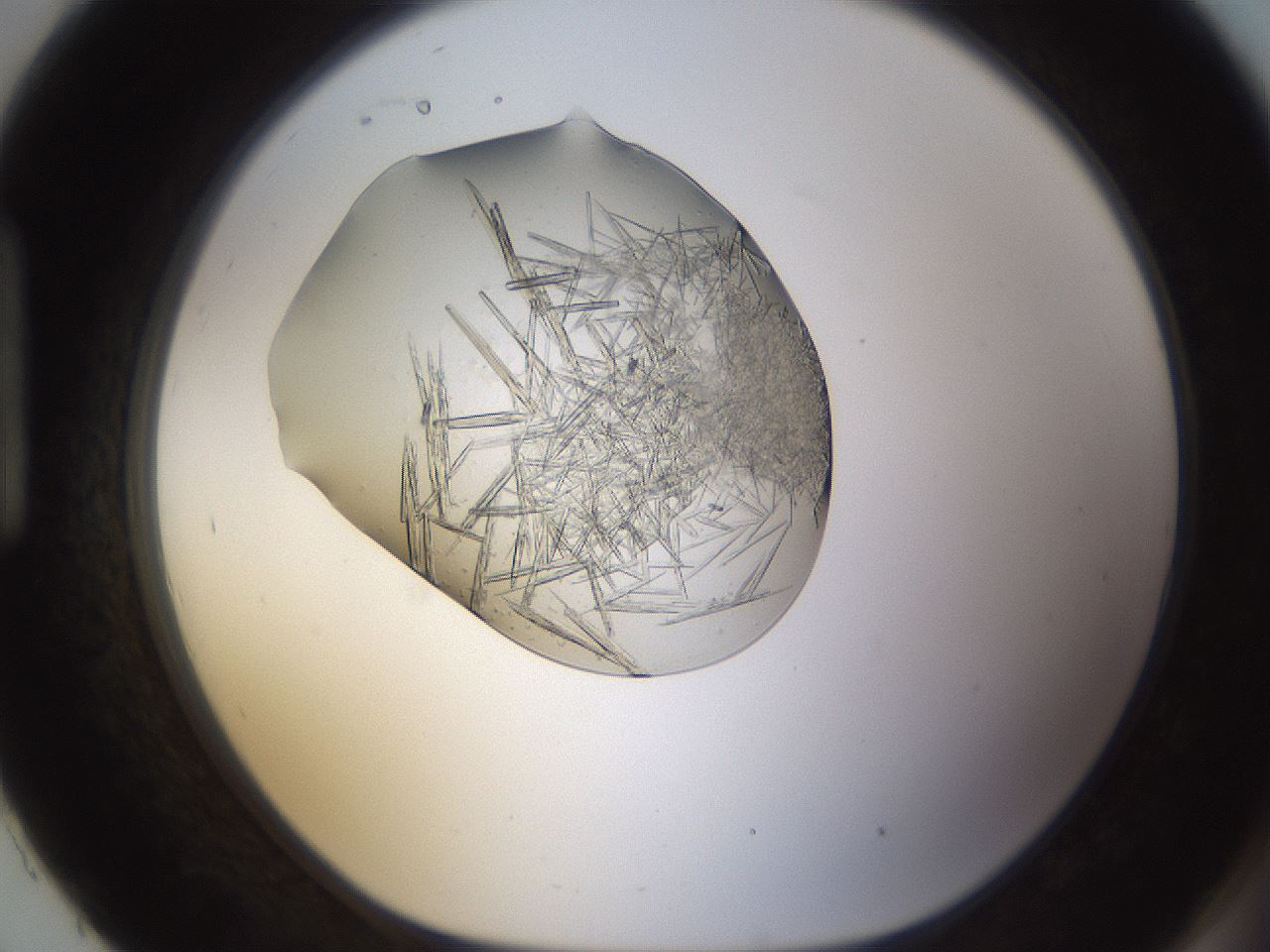 folderID389_plateID1389_batchID5012_wellNum93_profileID1_d1_r84974_ef.jpg