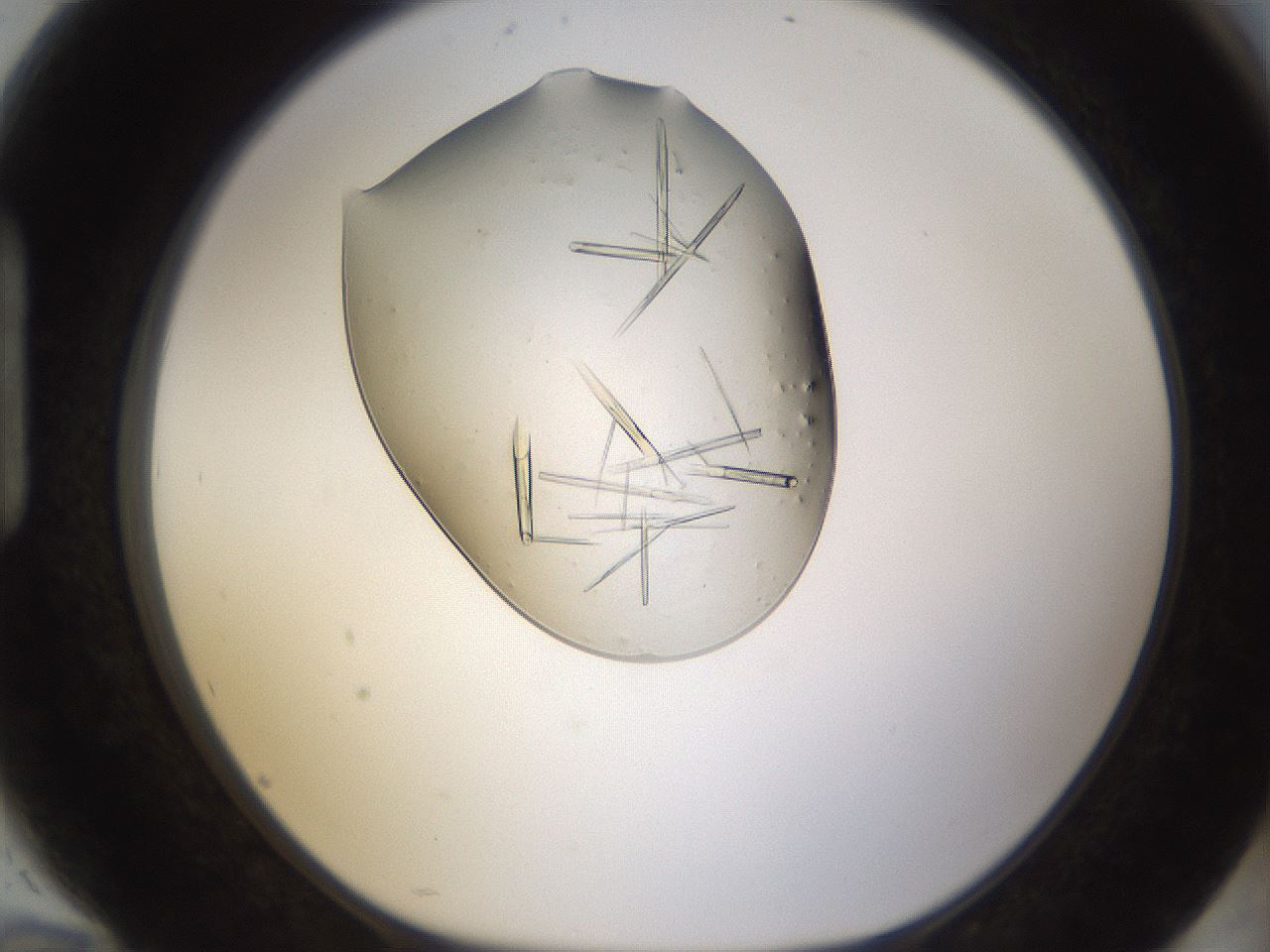 folderID389_plateID1389_batchID5012_wellNum94_profileID1_d1_r84975_ef.jpg