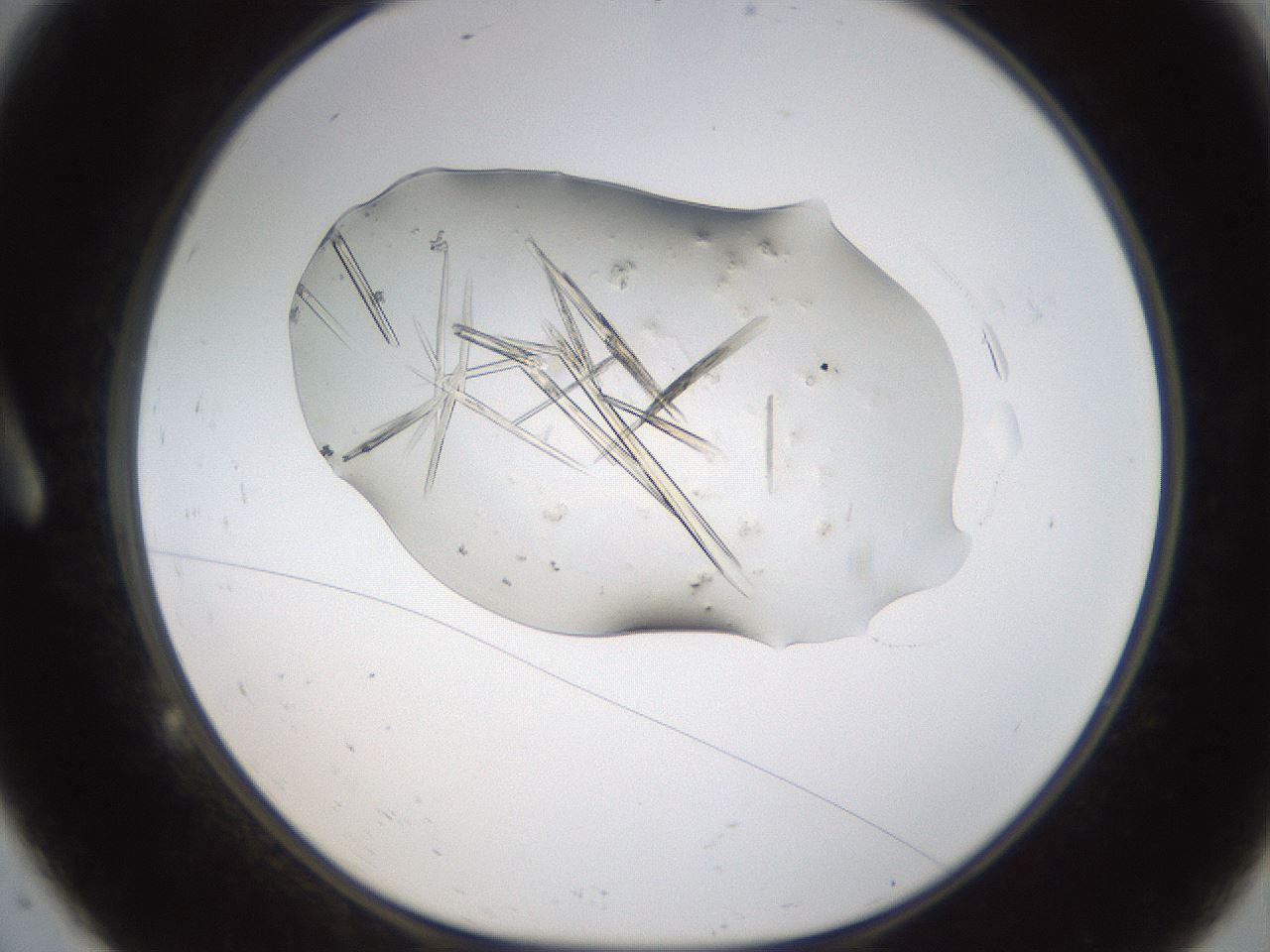 folderID389_plateID1389_batchID5012_wellNum9_profileID1_d1_r84890_ef.jpg