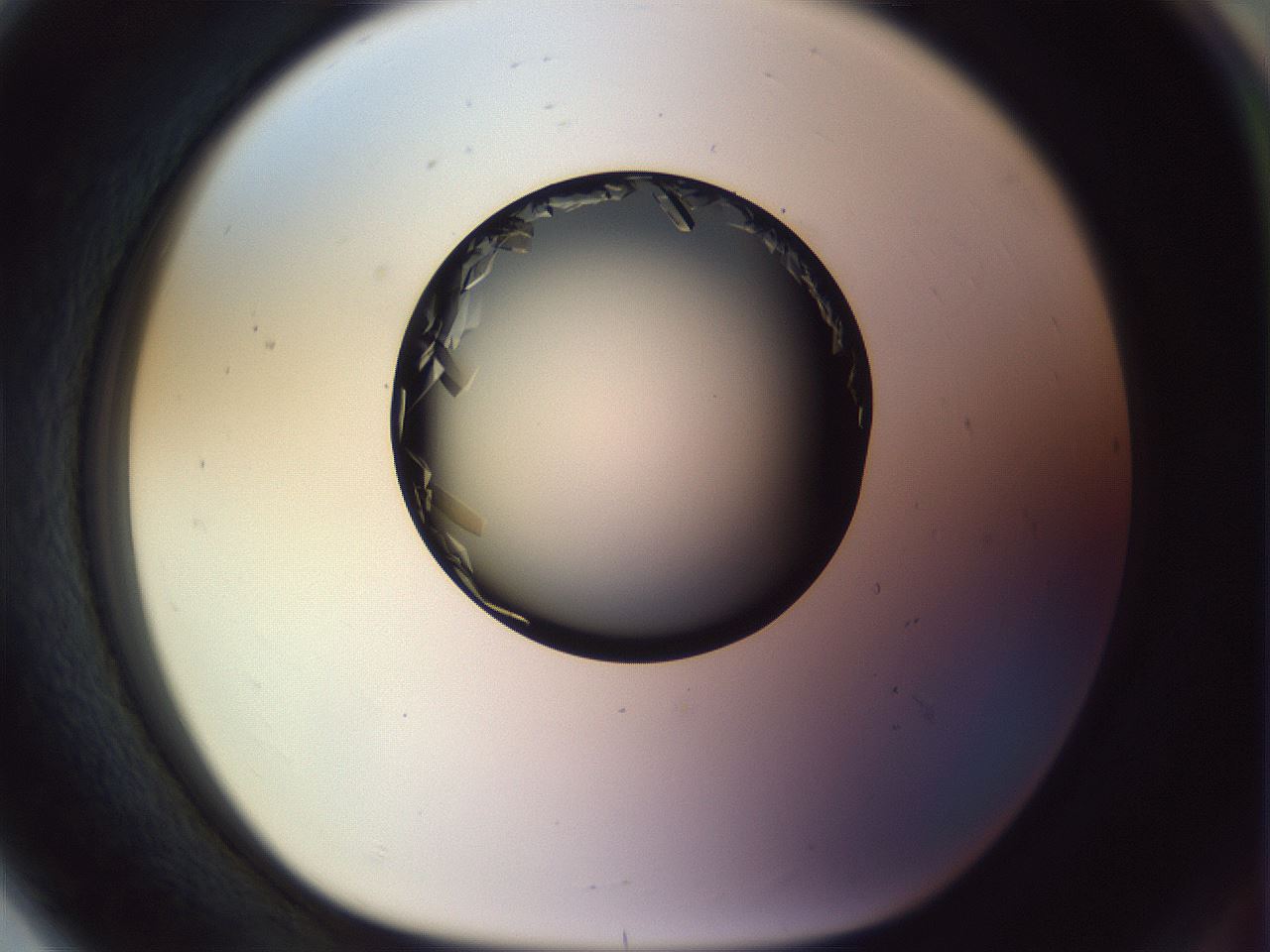 folderID470_plateID1470_batchID5595_wellNum80_profileID1_d1_r93123_ef.jpg