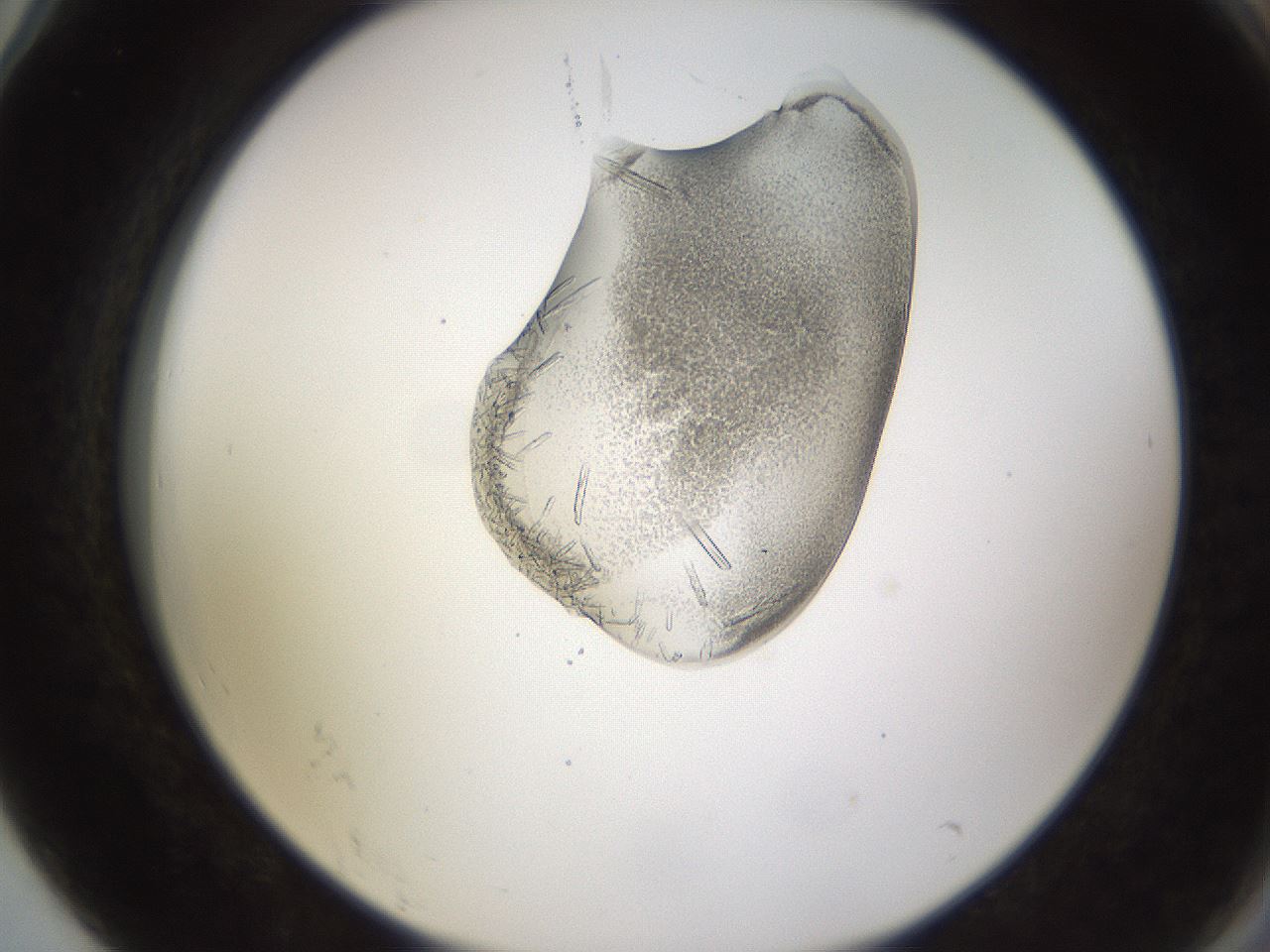 folderID440_plateID1440_batchID5495_wellNum78_profileID1_d2_r90519_ef.jpg