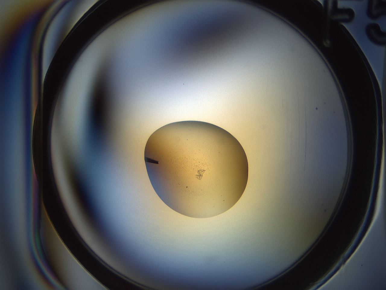 folderID166_plateID2166_batchID9557_wellNum35_profileID1_d1_r145737_ef.jpg