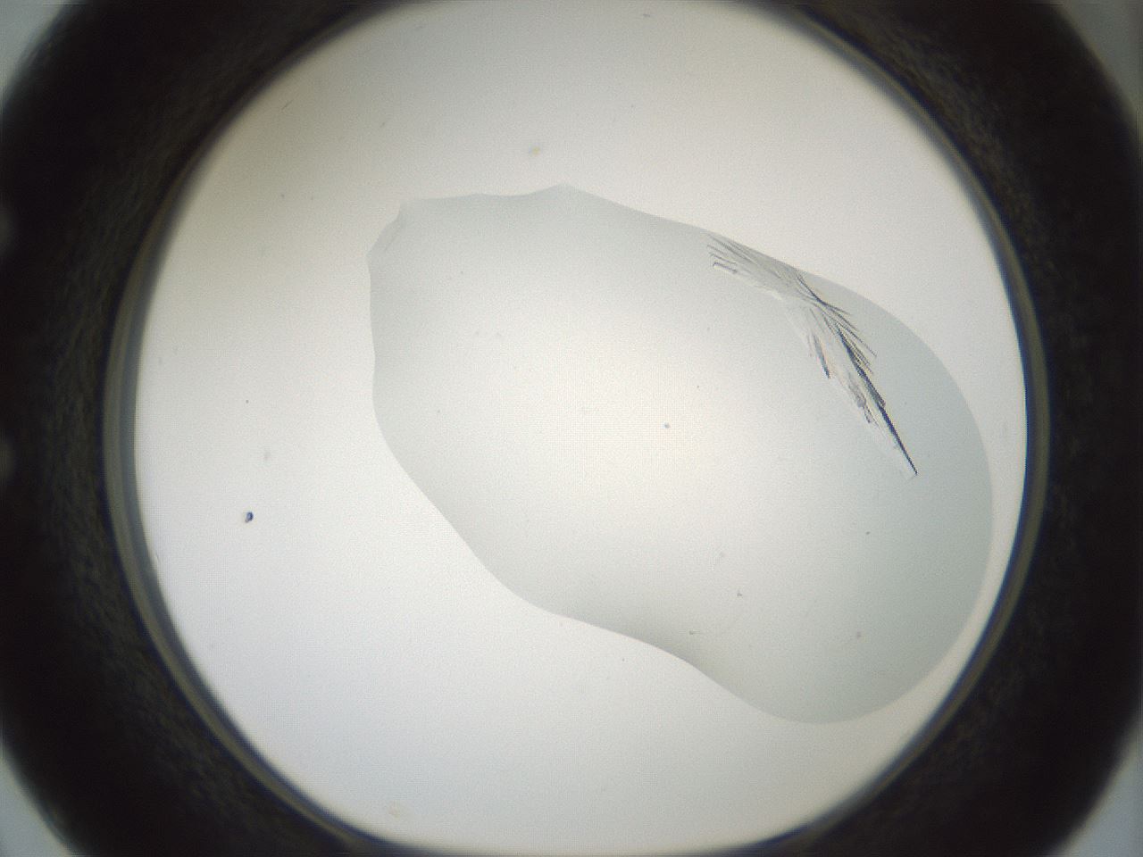 folderID198_plateID1198_batchID3489_wellNum50_profileID1_d1_r66128_ef.jpg