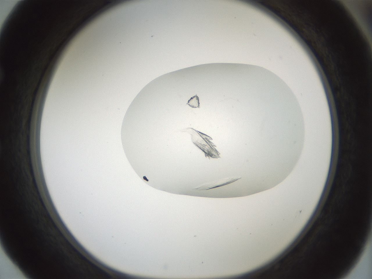 folderID198_plateID1198_batchID3489_wellNum52_profileID1_d1_r66130_ef.jpg
