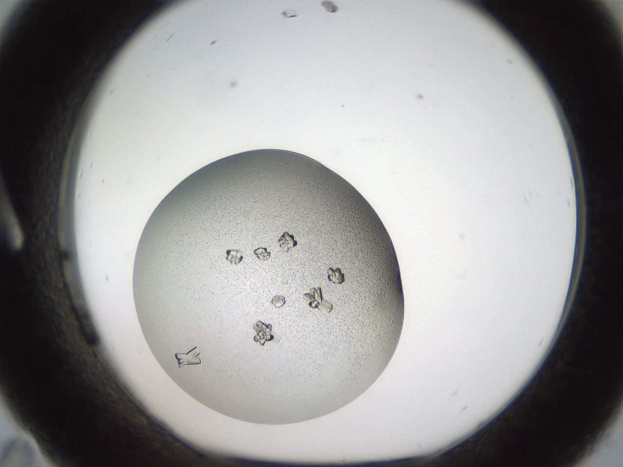 folderID164_plateID2164_batchID9470_wellNum11_profileID1_d1_r145617_ef.jpg