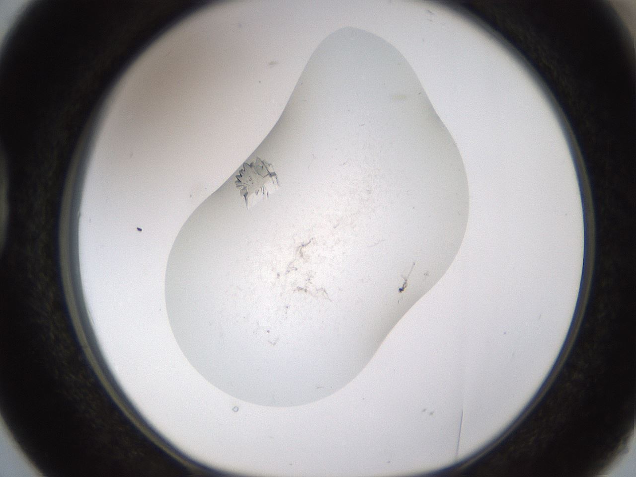 folderID199_plateID1199_batchID3487_wellNum38_profileID1_d1_r66212_ef.jpg