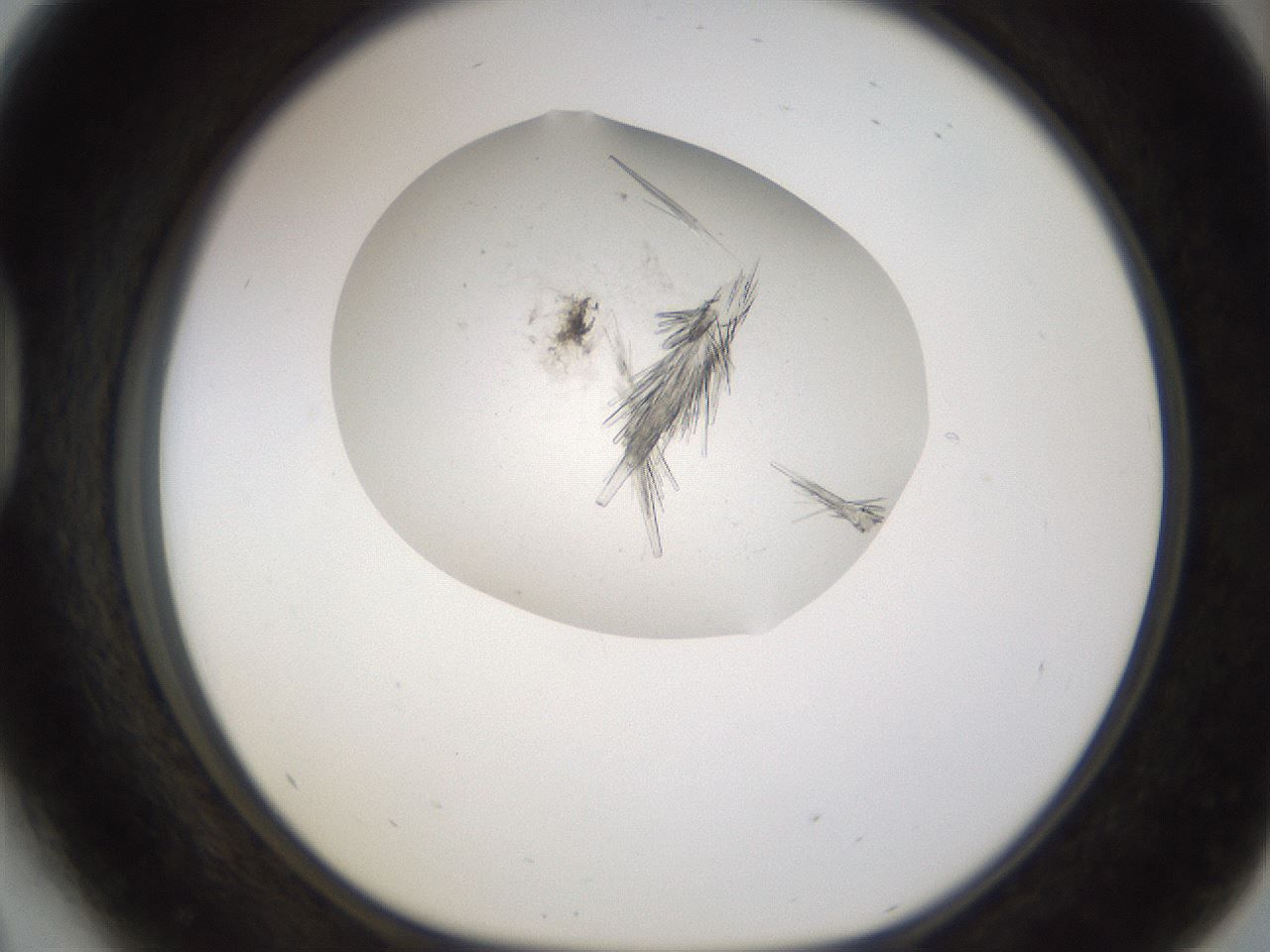 folderID199_plateID1199_batchID3487_wellNum41_profileID1_d1_r66215_ef.jpg