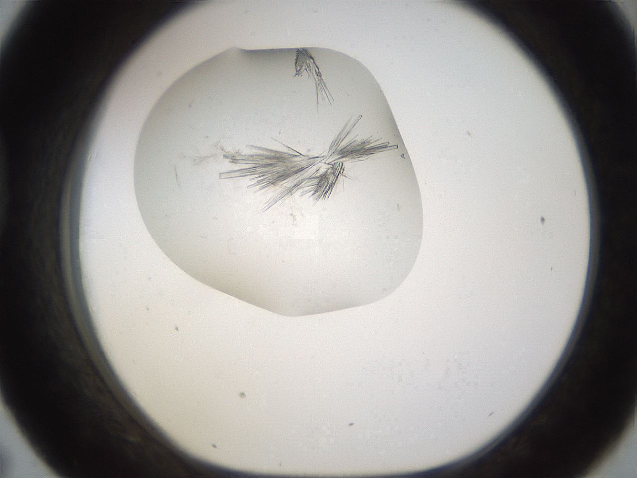folderID199_plateID1199_batchID3487_wellNum43_profileID1_d1_r66217_ef.jpg