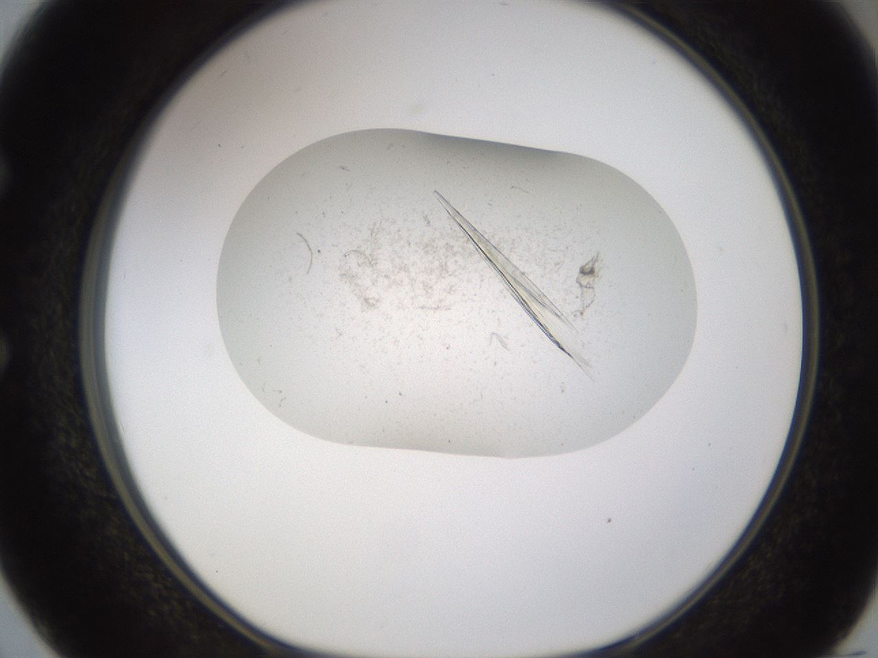 folderID199_plateID1199_batchID3487_wellNum50_profileID1_d1_r66224_ef.jpg