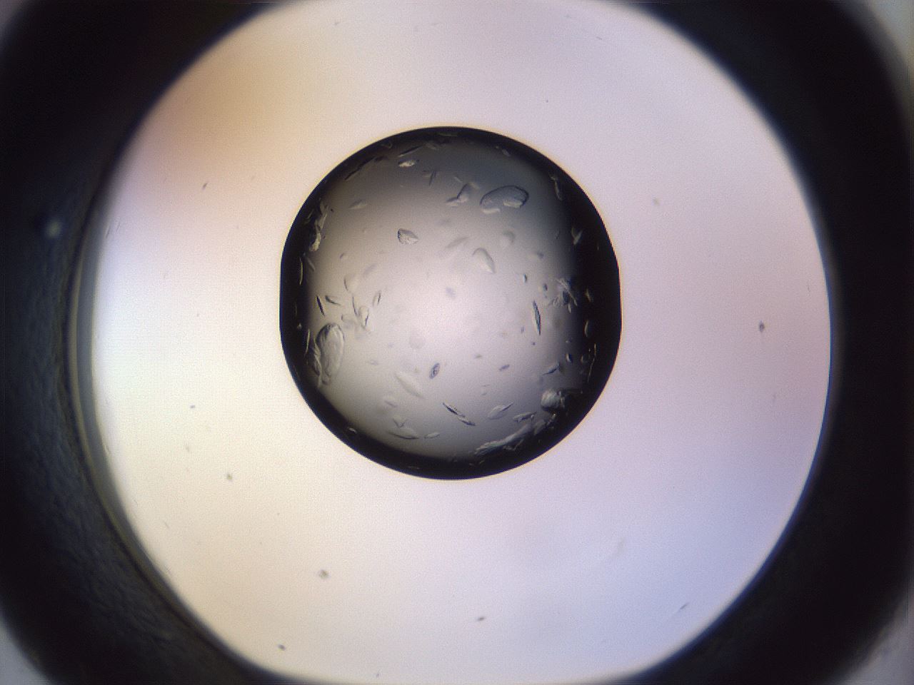 folderID470_plateID1470_batchID5595_wellNum43_profileID1_d1_r93049_ef.jpg
