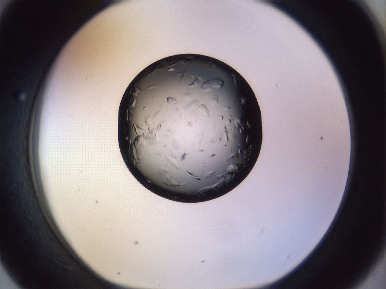folderID470_plateID1470_batchID5612_wellNum43_profileID1_d1_r93049_ef.jpg