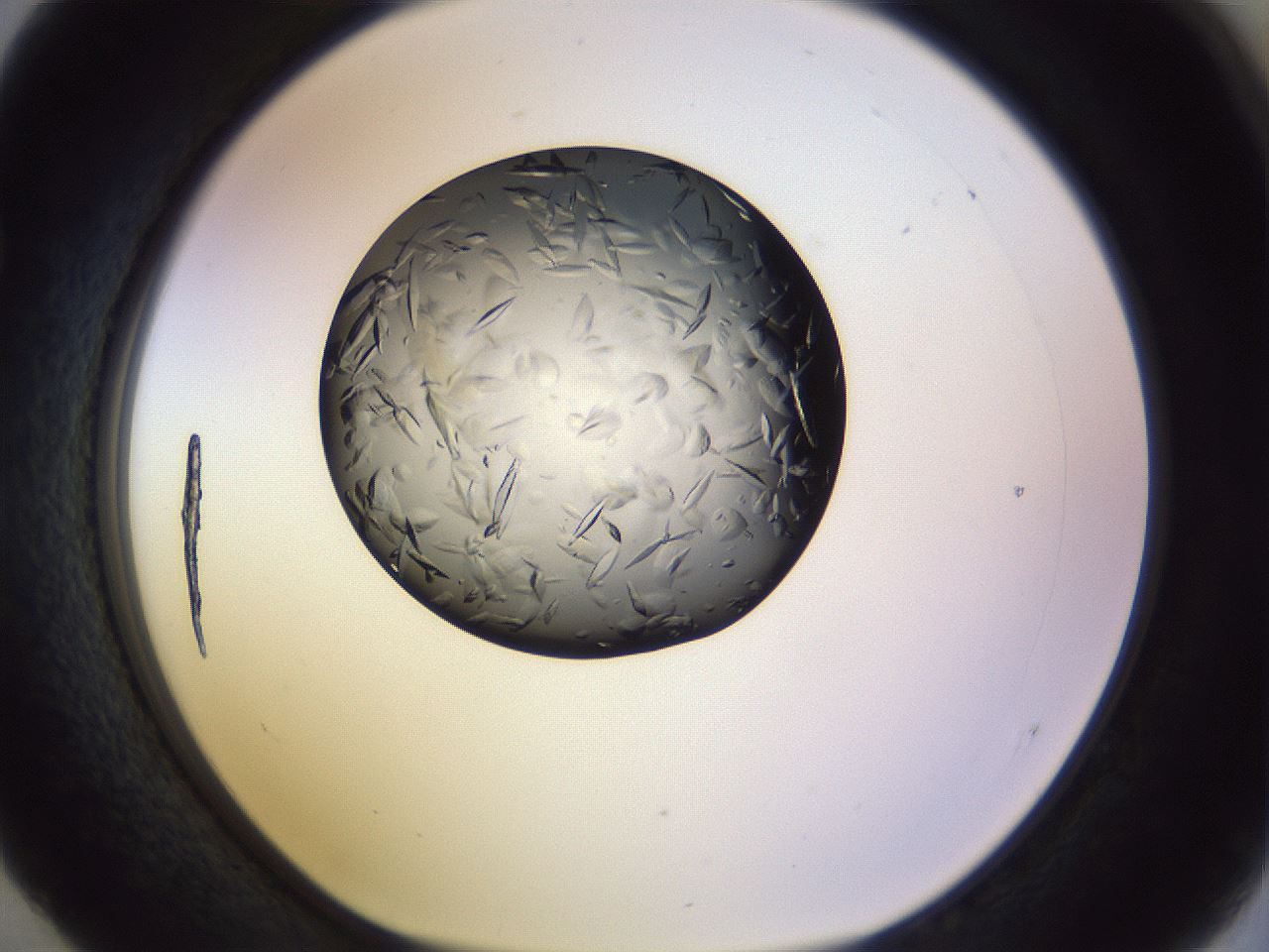 folderID470_plateID1470_batchID5612_wellNum52_profileID1_d1_r93067_ef.jpg