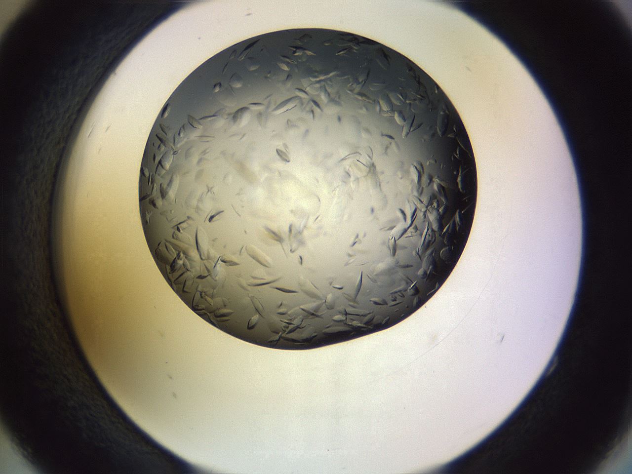 folderID470_plateID1470_batchID5612_wellNum52_profileID1_d2_r93068_ef.jpg