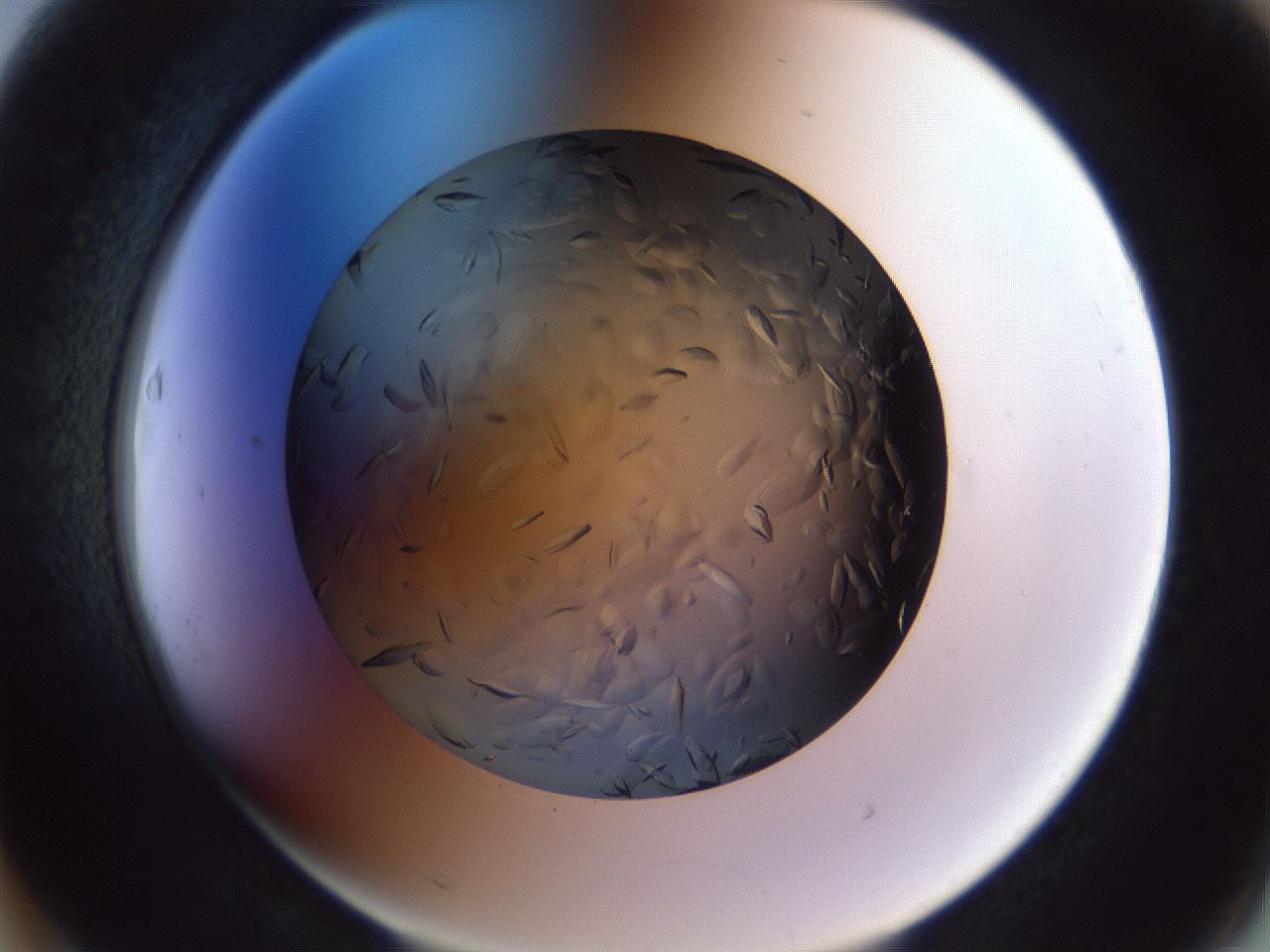 folderID470_plateID1470_batchID5612_wellNum63_profileID1_d2_r93090_ef.jpg