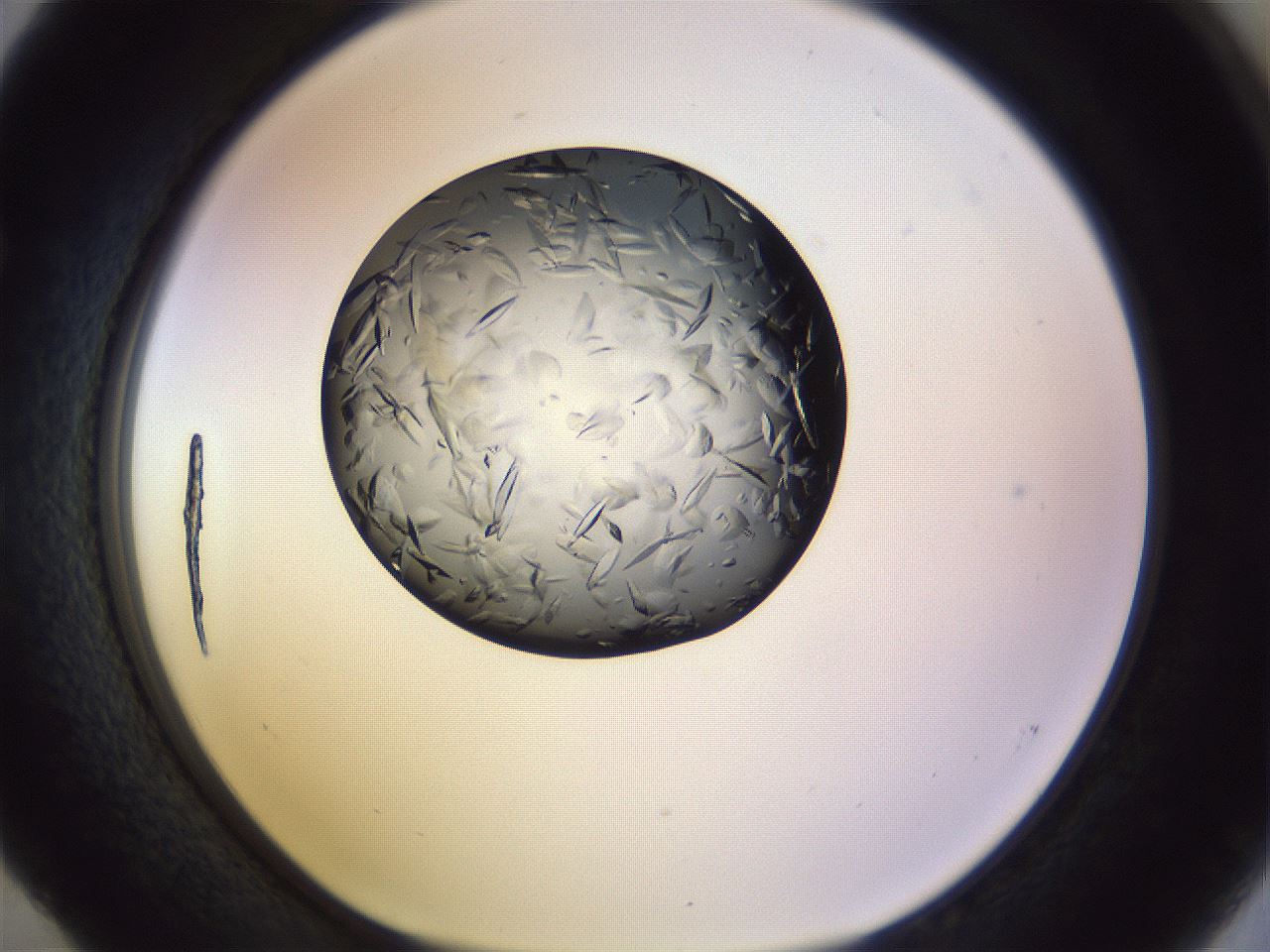 folderID470_plateID1470_batchID5625_wellNum52_profileID1_d1_r93067_ef.jpg