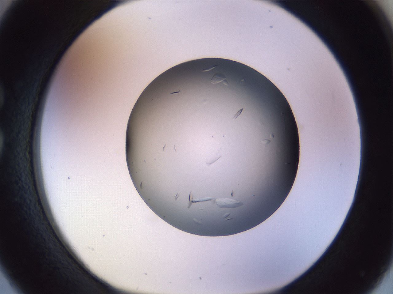 folderID470_plateID1470_batchID5636_wellNum26_profileID1_d1_r93015_ef.jpg