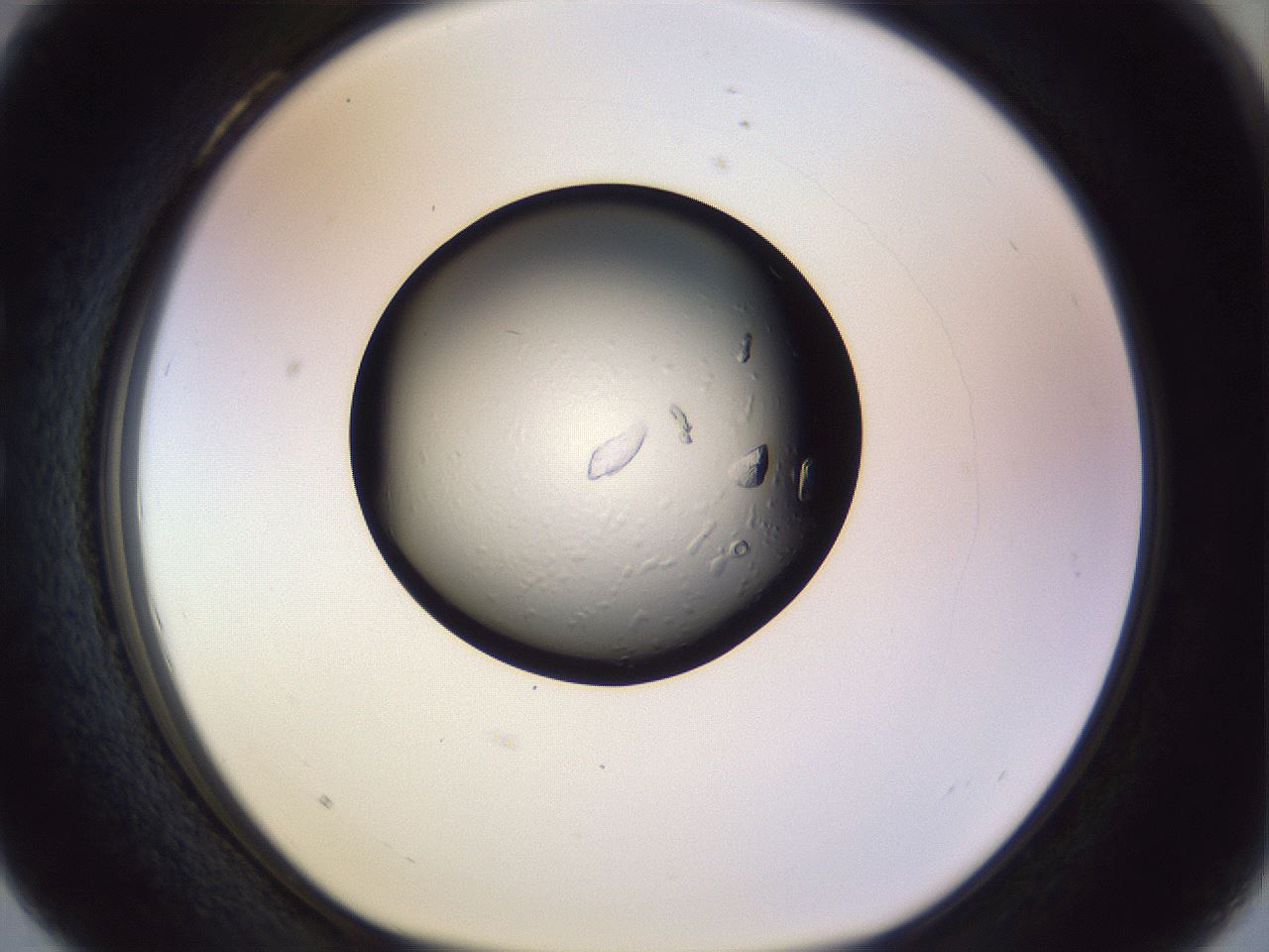 folderID470_plateID1470_batchID5636_wellNum28_profileID1_d1_r93019_ef.jpg
