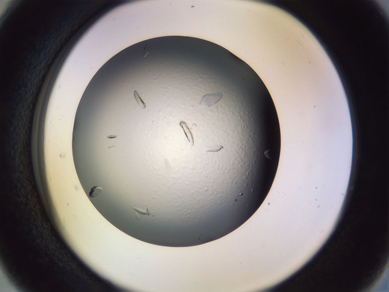 folderID470_plateID1470_batchID5636_wellNum28_profileID1_d2_r93020_ef.jpg