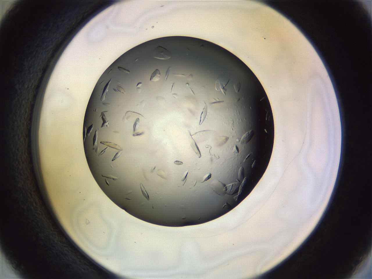 folderID470_plateID1470_batchID5636_wellNum40_profileID1_d2_r93044_ef.jpg