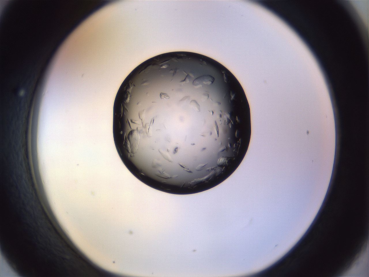 folderID470_plateID1470_batchID5636_wellNum43_profileID1_d1_r93049_ef.jpg