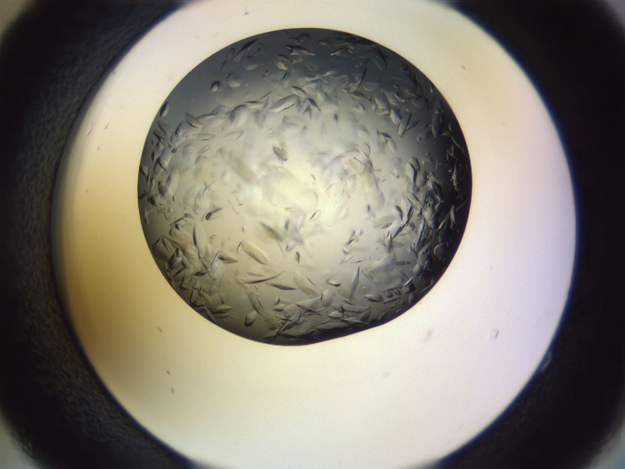 folderID470_plateID1470_batchID5636_wellNum52_profileID1_d2_r93068_ef.jpg