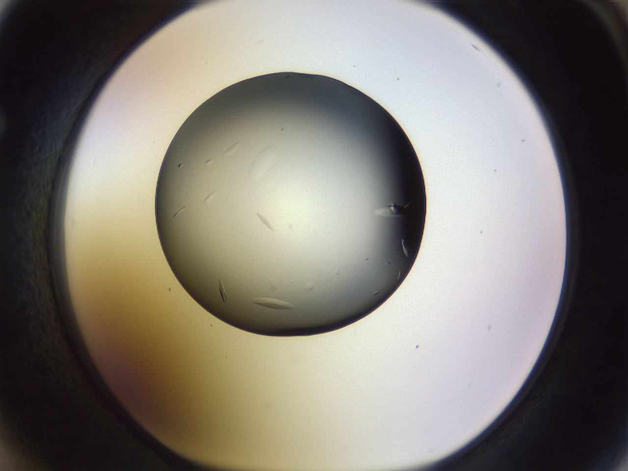 folderID470_plateID1470_batchID5636_wellNum64_profileID1_d1_r93091_ef.jpg
