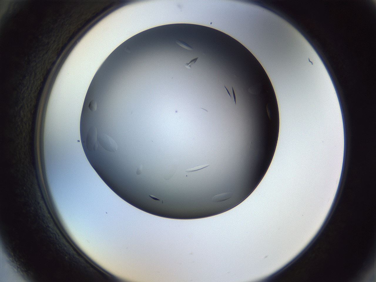 folderID470_plateID1470_batchID5636_wellNum88_profileID1_d2_r93140_ef.jpg