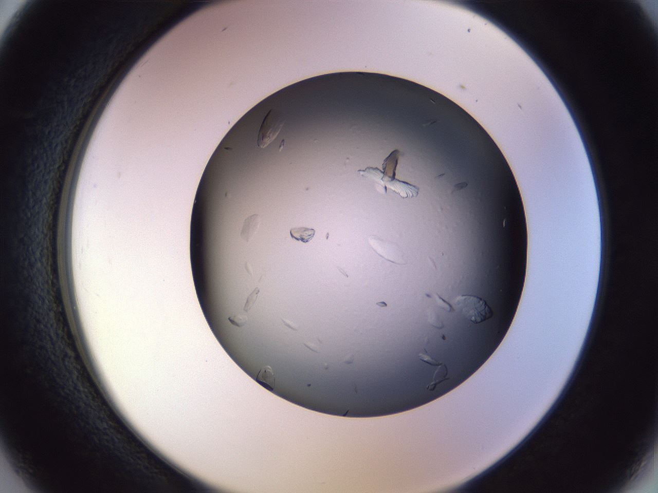 folderID470_plateID1470_batchID5656_wellNum26_profileID1_d2_r93016_ef.jpg