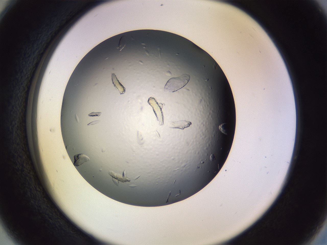 folderID470_plateID1470_batchID5656_wellNum28_profileID1_d2_r93020_ef.jpg
