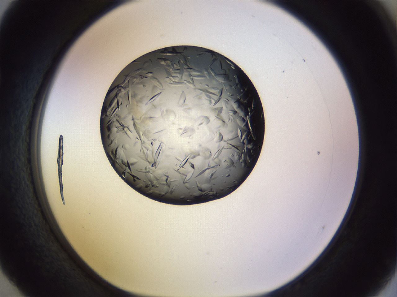 folderID470_plateID1470_batchID5656_wellNum52_profileID1_d1_r93067_ef.jpg