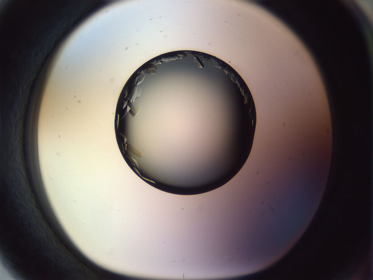 folderID470_plateID1470_batchID5656_wellNum80_profileID1_d1_r93123_ef.jpg
