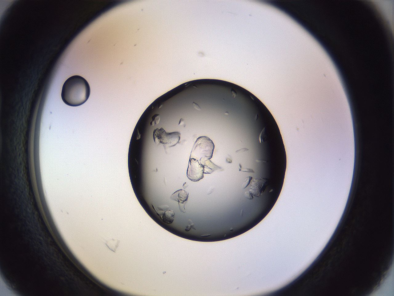 folderID470_plateID1470_batchID5673_wellNum16_profileID1_d1_r92995_ef.jpg