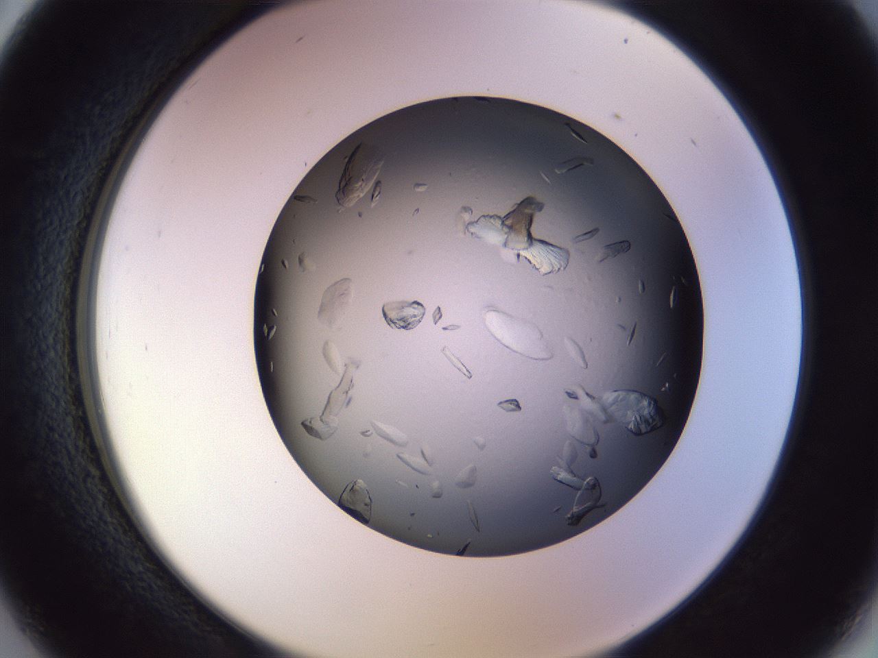 folderID470_plateID1470_batchID5673_wellNum26_profileID1_d2_r93016_ef.jpg