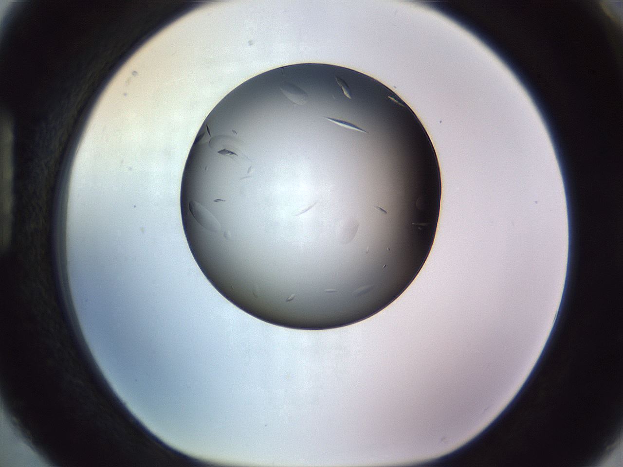 folderID470_plateID1470_batchID5636_wellNum88_profileID1_d1_r93139_ef.jpg