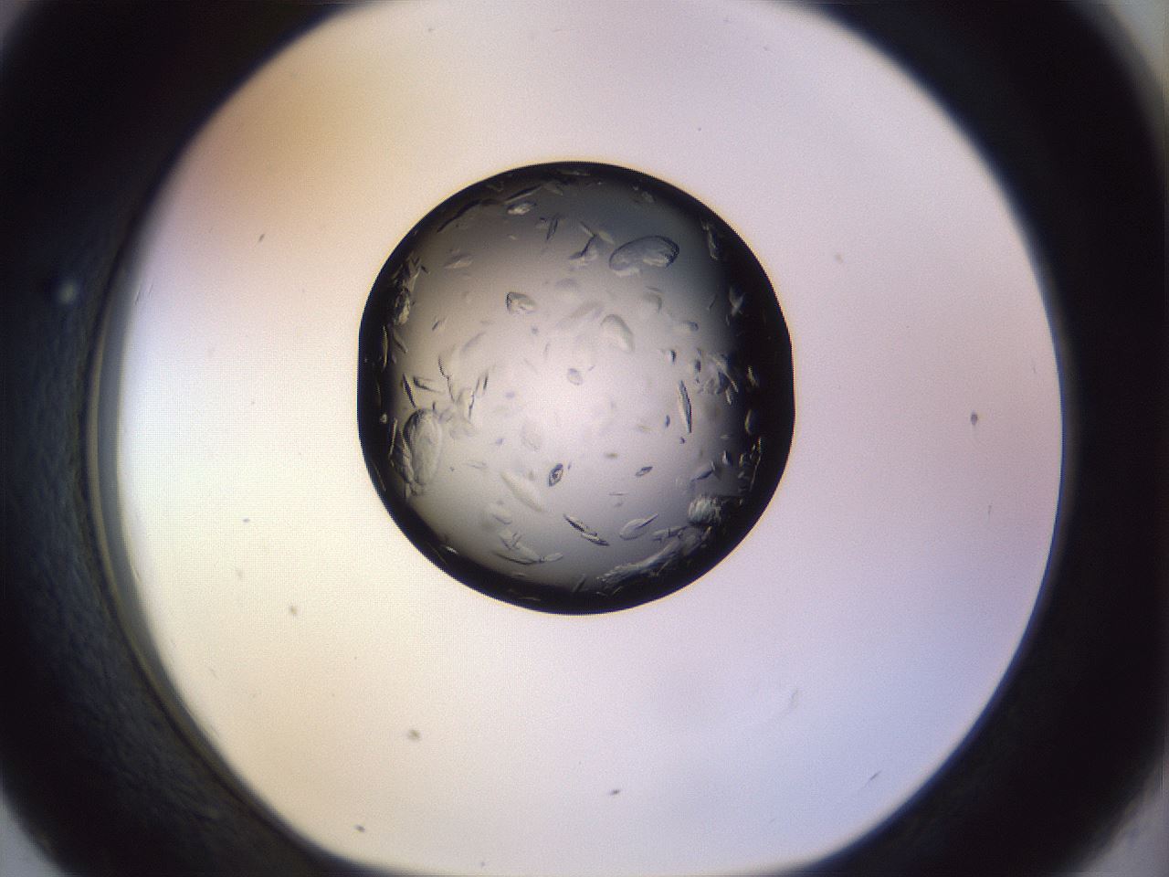 folderID470_plateID1470_batchID5656_wellNum43_profileID1_d1_r93049_ef.jpg