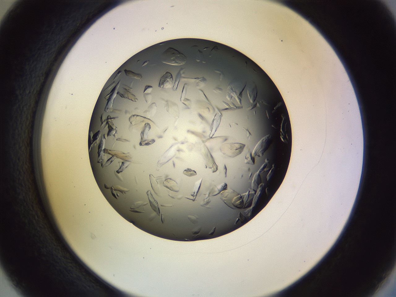 folderID470_plateID1470_batchID5701_wellNum40_profileID1_d2_r93044_ef.jpg