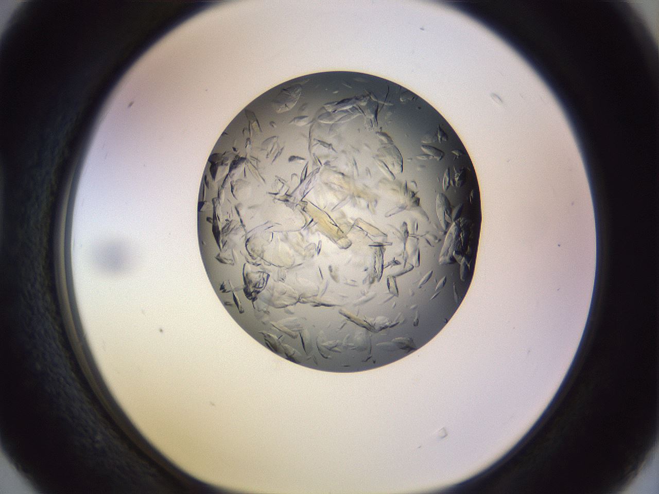 folderID470_plateID1470_batchID5673_wellNum40_profileID1_d1_r93043_ef.jpg