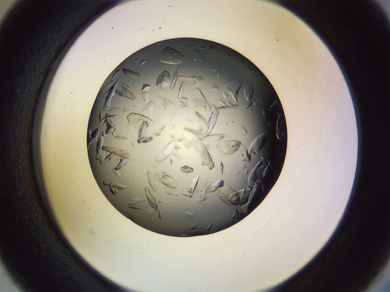 folderID470_plateID1470_batchID5673_wellNum40_profileID1_d2_r93044_ef.jpg