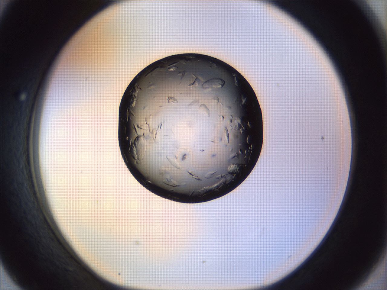 folderID470_plateID1470_batchID5673_wellNum43_profileID1_d1_r93049_ef.jpg
