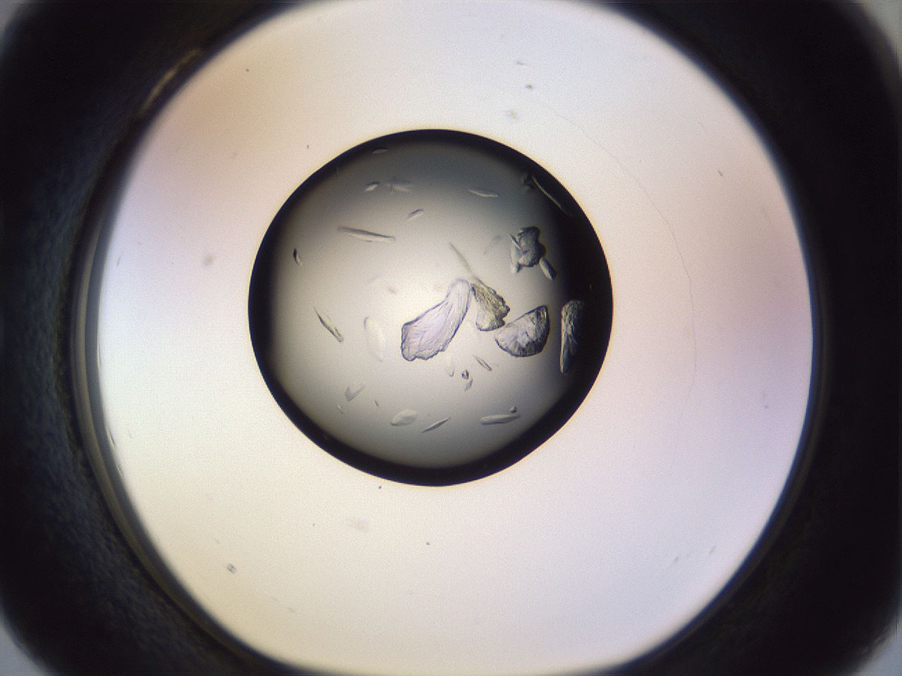 folderID470_plateID1470_batchID5701_wellNum28_profileID1_d1_r93019_ef.jpg