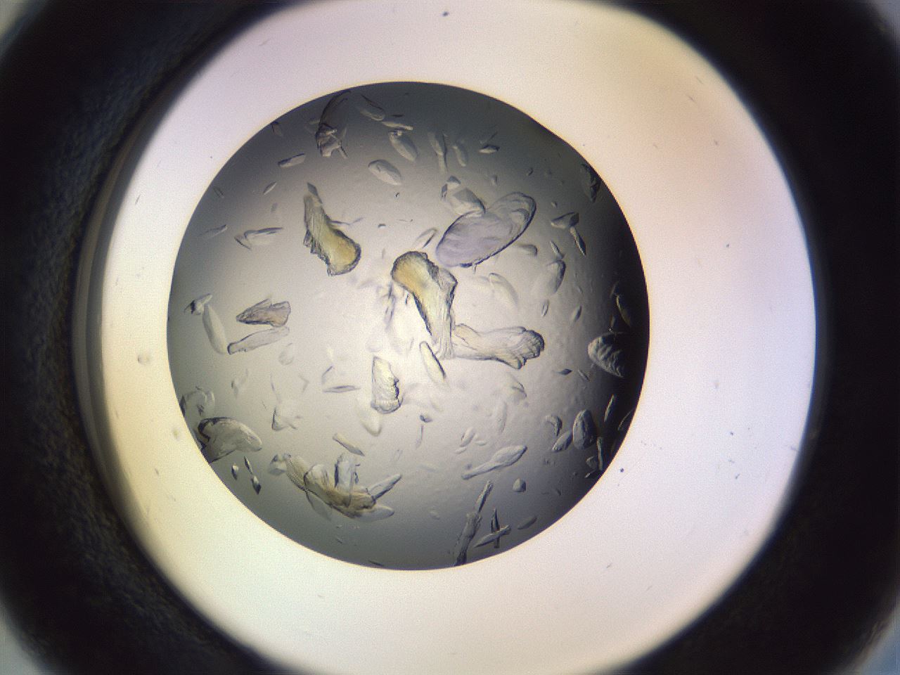 folderID470_plateID1470_batchID5701_wellNum28_profileID1_d2_r93020_ef.jpg