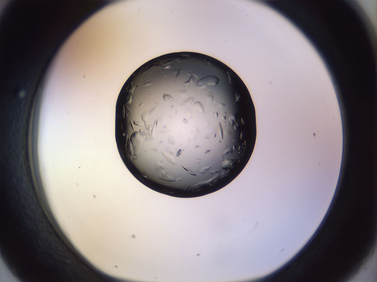 folderID470_plateID1470_batchID5701_wellNum43_profileID1_d1_r93049_ef.jpg